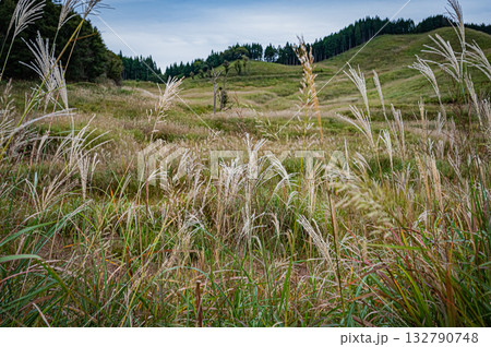 兵庫県 砥峰高原のすすきの風景 兵庫県 砥峰高原のすすきの風景 132790748