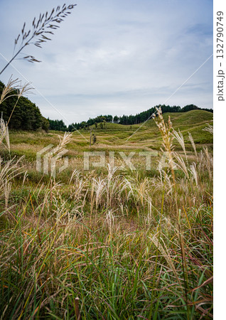 兵庫県 砥峰高原のすすきの風景 兵庫県 砥峰高原のすすきの風景 132790749