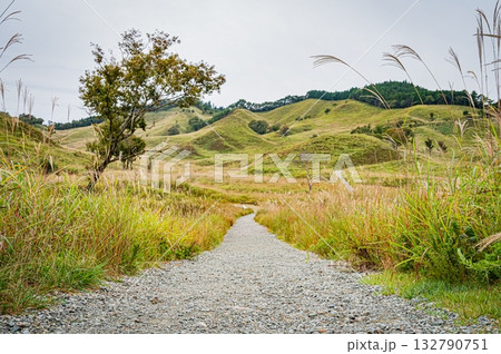 兵庫県　砥峰高原のすすきの風景 132790751