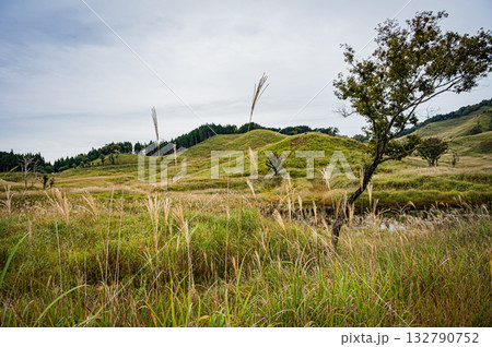 兵庫県 砥峰高原のすすきの風景 兵庫県 砥峰高原のすすきの風景 132790752