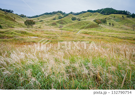 兵庫県　砥峰高原のすすきの風景 132790754