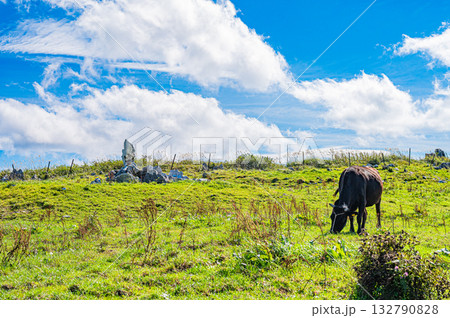 四国カルスト台地の風景 四国カルスト台地の風景 132790828