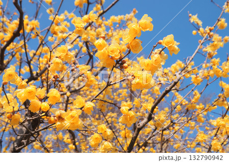 ロウバイの花 ロウバイの花 132790942