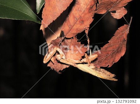 真冬に見つけたハラビロカマキリの死骸 132791092