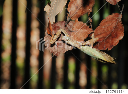 真冬に見つけたハラビロカマキリの死骸 真冬に見つけたハラビロカマキリの死骸 132791114