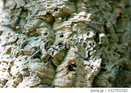 Quercus suber textured bark close up Quercus suber textured bark close up 132791502