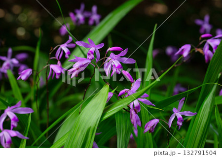 Bletilla striata flowers in spring. A purple frost-resistant terrestrial (ground or garden) orchid. Native to China, Japan, Korea, and Myanma 132791504