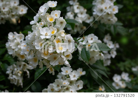 Multiflora rose (Rosa multiflora), a vigorous, thorny shrub with small white flowers in clusters. Common in hedgerows, wood edges, and fields; native to Asia, now widespread and invasive. 132791520