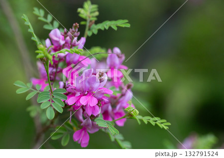 Close-up view of a flowering Himalayan indigo (Indigofera heterantha) selective focus. Close-up view of a flowering Himalayan indigo (Indigofera heterantha) selective focus. 132791524