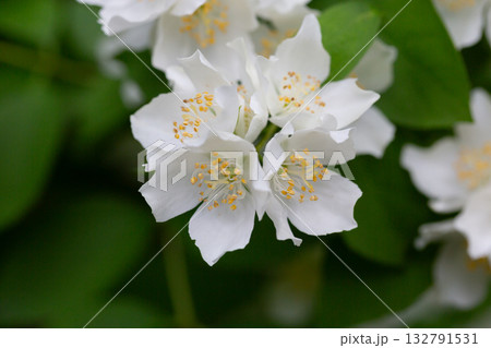 Close-up Celindo flower or Philadelphus coronarius is a widely cultivated popular ornamental plant 132791531