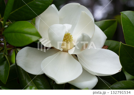Magnolia grandiflora (Southern magnolia) flowers close-up. The fragrant flowers bloom in summer, and the contrast between the white flowers and the deep green leaves is very beautiful. Magnolia grandiflora (Southern magnolia) flowers close-up. The fragrant flowers bloom in summer, and the contrast between the white flowers and the deep green leaves is very beautiful. 132791534