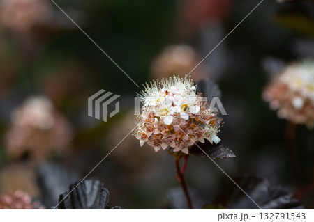 physocarpus opulifolius red baron shrub with tiny flowers 132791543