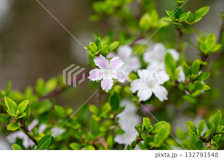 Serissa japonica bloomed in the garden close up 132791548