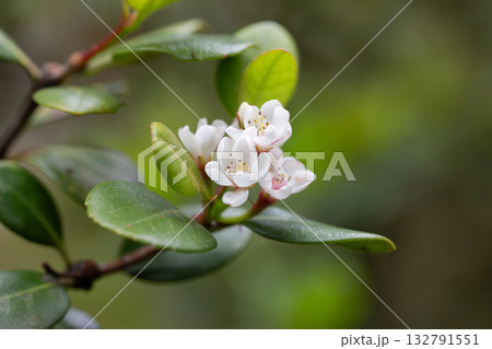 Rhaphiolepis indica Oriental Pearl Rosaceae flower 132791551