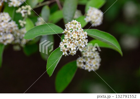 Dichotomanthes tristaniicarpa is a deciduous shrub native to China. Dichotomanthes flowers have a very unusual ammonia smell. Close-up, floral background. Dichotomanthes tristaniicarpa is a deciduous shrub native to China. Dichotomanthes flowers have a very unusual ammonia smell. Close-up, floral background. 132791552
