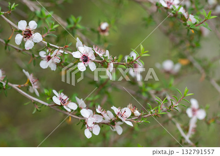 Manuka or leptospermum scoparium branch with beautiful white flower and capsule fruits. 132791557