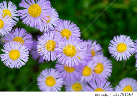 Blooming Erigeron speciosus flower close up on nice spring day. Ornamental flowering. Summer blooms - June July Blooms in lavender blue flowers with yellow disc. Blooming Erigeron speciosus flower close up on nice spring day. Ornamental flowering. Summer blooms - June July Blooms in lavender blue flowers with yellow disc. 132791564