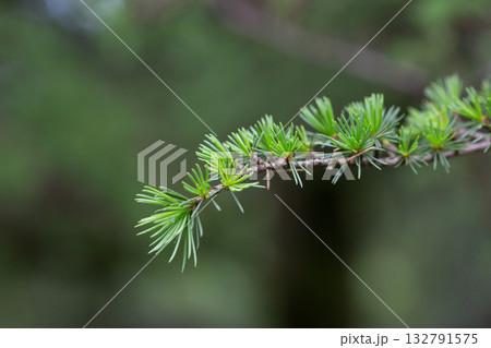 Atlas cedar (Cedrus atlantica) is a cedar native to the Atlas Mountains of Morocco. Atlas cedar (Cedrus atlantica) is a cedar native to the Atlas Mountains of Morocco. 132791575