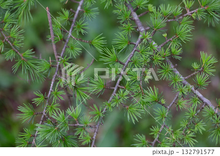 Atlas cedar (Cedrus atlantica) is a cedar native to the Atlas Mountains of Morocco. Atlas cedar (Cedrus atlantica) is a cedar native to the Atlas Mountains of Morocco. 132791577
