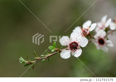 Manuka or leptospermum scoparium branch with beautiful white flower and capsule fruits. 132791579