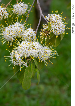 Reevesia pubescens ( var. siamensis ) beautiful wild flower in forest, nature background 132791583