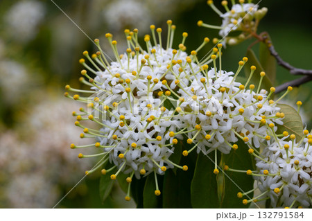 Reevesia pubescens ( var. siamensis ) beautiful wild flower in forest, nature background Reevesia pubescens ( var. siamensis ) beautiful wild flower in forest, nature background 132791584