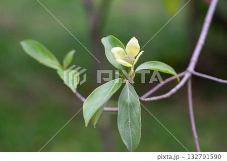 Cornus capitata is a species of dogwood known by the common names Bentham's cornel, evergreen dogwood, Himalayan flowering dogwood, and Himalayan strawberry-tree. 132791590