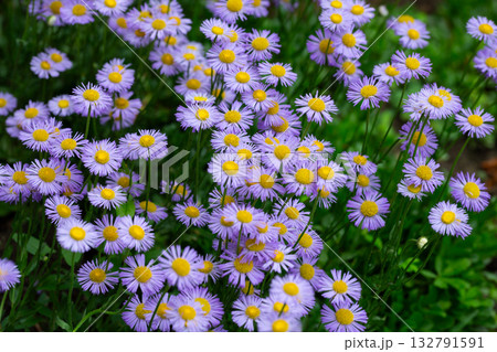 Blooming Erigeron speciosus flower close up on nice spring day. Ornamental flowering. Summer blooms - June July Blooms in lavender blue flowers with yellow disc. Blooming Erigeron speciosus flower close up on nice spring day. Ornamental flowering. Summer blooms - June July Blooms in lavender blue flowers with yellow disc. 132791591