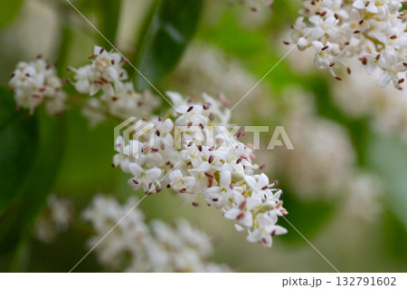 The privet (Ligustrum sinense) blooms in spring in the secondary forest on the hill. 132791602
