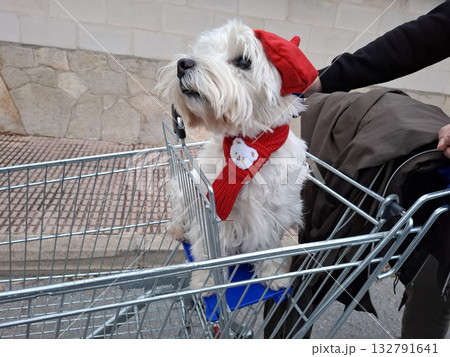 A cheerful white West Terrier dog dressed in a red beret and scarf sits proudly in a supermarket cart. It enjoys its day out with a handler in the lively environment. 132791641