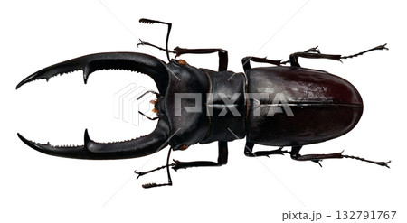 This black stag beetle, identified as Hexarthrius mandibularis, is captured in a clear stance, highlighting its impressive mandibles and body structure. 132791767