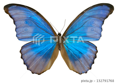 Captured in isolation, the vibrant Morpho didius form caeca butterfly showcases its stunning blue and pink wings against a clear white background, emphasizing its unique coloration and beauty. Captured in isolation, the vibrant Morpho didius form caeca butterfly showcases its stunning blue and pink wings against a clear white background, emphasizing its unique coloration and beauty. 132791768