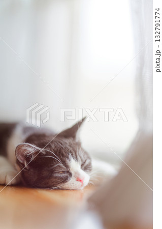 まどろむ猫 まどろむ猫 132791774