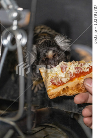 curious marmoset is munching on a slice of pizza held by a human hand. The playful scene captures the joy of sharing food in a warm indoor environment. 132791787