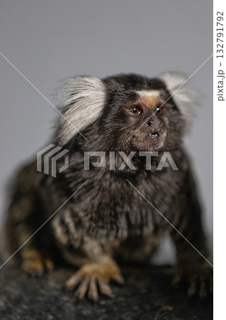 marmoset displays its unique ear tufts while perched on a rock. The small primate showcases its playful personality in a studio setting illuminated by soft light. 132791792
