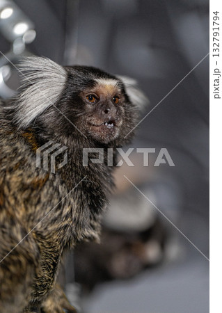 small marmoset with unique white ear tufts is seen curiously exploring its surroundings. The animal appears active and engaged in its habitat during daylight hours. 132791794