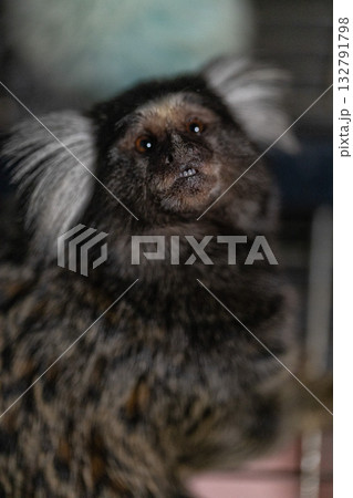 playful marmoset sits attentively its gray and brown fur contrasting with the soft background. Its expressive eyes reflect curiosity as it surveys its surroundings in a warm indoor space. 132791798