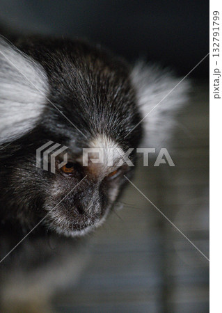 marmoset with fluffy white ears and dark fur is captured in a close up showcasing its expressive eyes and unique facial features. This scene takes place indoors. marmoset with fluffy white ears and dark fur is captured in a close up showcasing its expressive eyes and unique facial features. This scene takes place indoors. 132791799