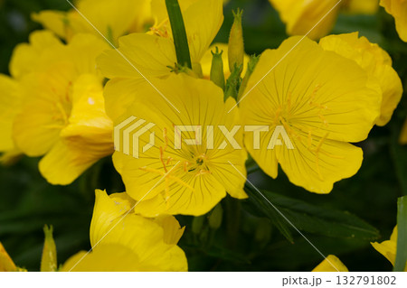 Ozark Sundrop, Oenothera missouriensis, blooming with bright yellow flowers in garden, closeup with selective focus 132791802