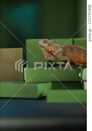 iguana rests calmly on a stack of green boxes in a bright indoor space. Its textured scales and striking color contrast with the surrounding boxes creating a lively scene. iguana rests calmly on a stack of green boxes in a bright indoor space. Its textured scales and striking color contrast with the surrounding boxes creating a lively scene. 132791806
