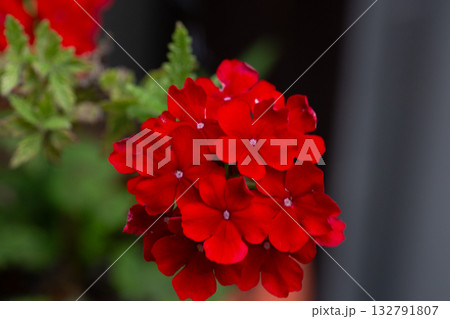 Isolated image of Verbena hybrida flower. A flower that means 'brilliant family, intelligence'. 132791807