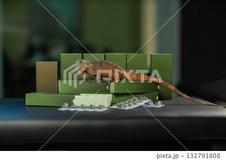 A vivid iguana sits atop a stack of green boxes in a well lit indoor space. The setting features soft shadows and highlights that enhance the lizard's texture and colors. 132791808