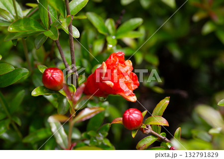 Orange pomegranate flowers (Punica granatum Legrelleae) on a branch in the garden, close-up. spring flower background Orange pomegranate flowers (Punica granatum Legrelleae) on a branch in the garden, close-up. spring flower background 132791829