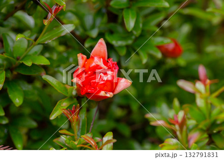 Orange pomegranate flowers (Punica granatum Legrelleae) on a branch in the garden, close-up. spring flower background Orange pomegranate flowers (Punica granatum Legrelleae) on a branch in the garden, close-up. spring flower background 132791831