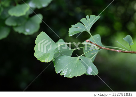 Ginkgo tree (Ginkgo biloba) or ginkgo with bright green new leaves on background of blurry foliage. Selective focus. Close-up. Landscaped garden. Nature concept for desig Ginkgo tree (Ginkgo biloba) or ginkgo with bright green new leaves on background of blurry foliage. Selective focus. Close-up. Landscaped garden. Nature concept for desig 132791832