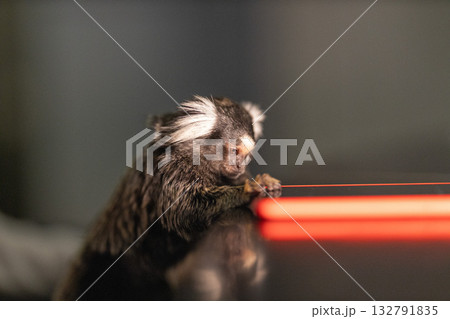 curious marmoset observes a bright mobile phone screen intently focused on the light. This playful scene captures the animal's curious nature at home. 132791835