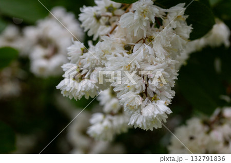 Fuzzy deutzia ( Deutzia scabra ) flowers. Hydrangeaceae deciduous shrub 132791836