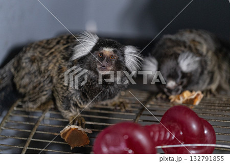 Two marmosets are having fun in their indoor cage. They munch on snacks while exploring their space. The afternoon light gives a warm glow to their playful activity. 132791855