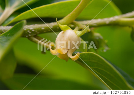 Close up of blooming persimmon buds , background 132791856