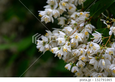 Spring flowering of Japanese snow flower Deutzia gracilis in a forest garden in the countryside of a European village. 132791865